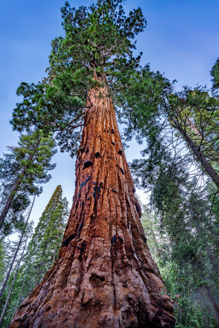 Great Giants