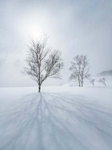 Silence Shadows