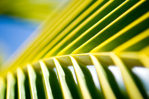 Tropical Pattern